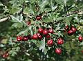 Asian Hawthorn